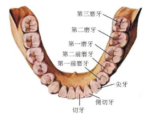 下牙|32颗牙齿分布图解及名称